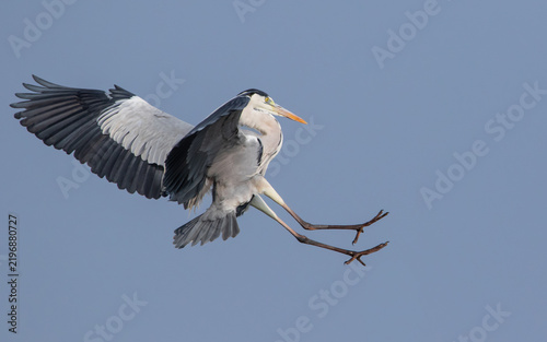 Картината върху платно Spectacular action shot of a Grey Heron (Ardea cinerea) in full flight, preparing to land with its wings spread wide and legs extended forward against a clear blue sky