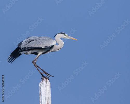 Quadro su tela A detailed side profile shot of a Grey Heron (Ardea cinerea) perched on a wooden pole against a clear blue sky