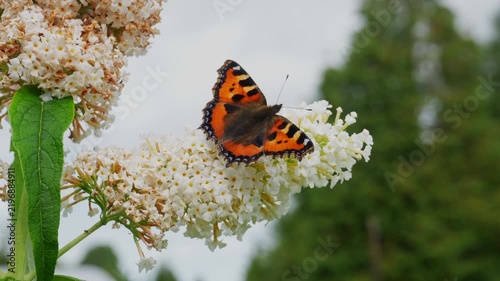 Small Tortoiseshell Butterfly Feeding on White Butterfly Bush (Buddleja davidii) in slow motion.