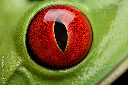 Extreme macro close-up of a red-eyed tree frog eye with a vivid red-orange iris, deep black vertical pupil and smooth green skin creating striking color contrast.