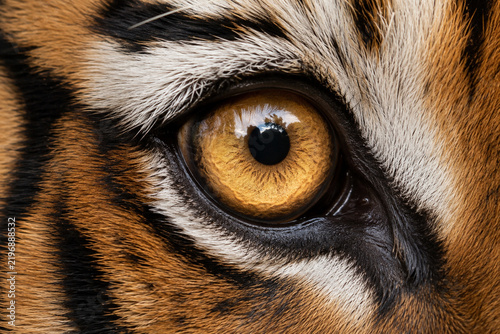 Extreme macro close-up of a Bengal tiger eye with a luminous amber iris, intricate patterns, glossy surface and richly detailed surrounding fur.