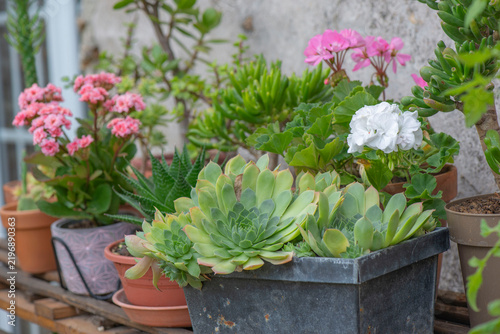 collection of succulent plants and cactus potted with a houseleek  and kalanc...