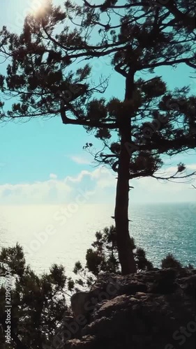 Lone Tree Overlooking a Blue Coastal Bay and Mountain Landscape