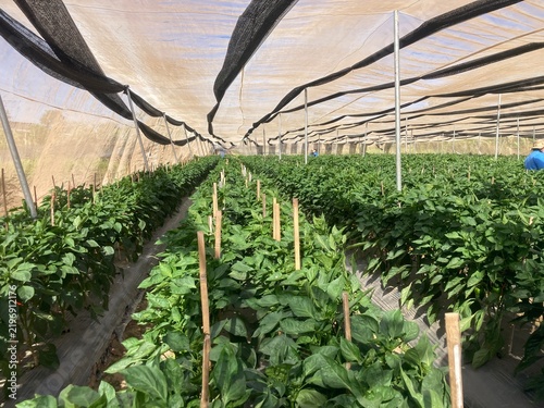 Agriculture and nature are interdependent systems. Modern agriculture depends directly on ecosystem services like soil fertility, biological pest management, water filtration, and pollination. While h