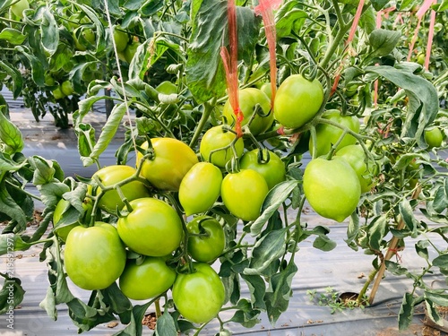 Agriculture and nature are interdependent systems. Modern agriculture depends directly on ecosystem services like soil fertility, biological pest management, water filtration, and pollination. While h
