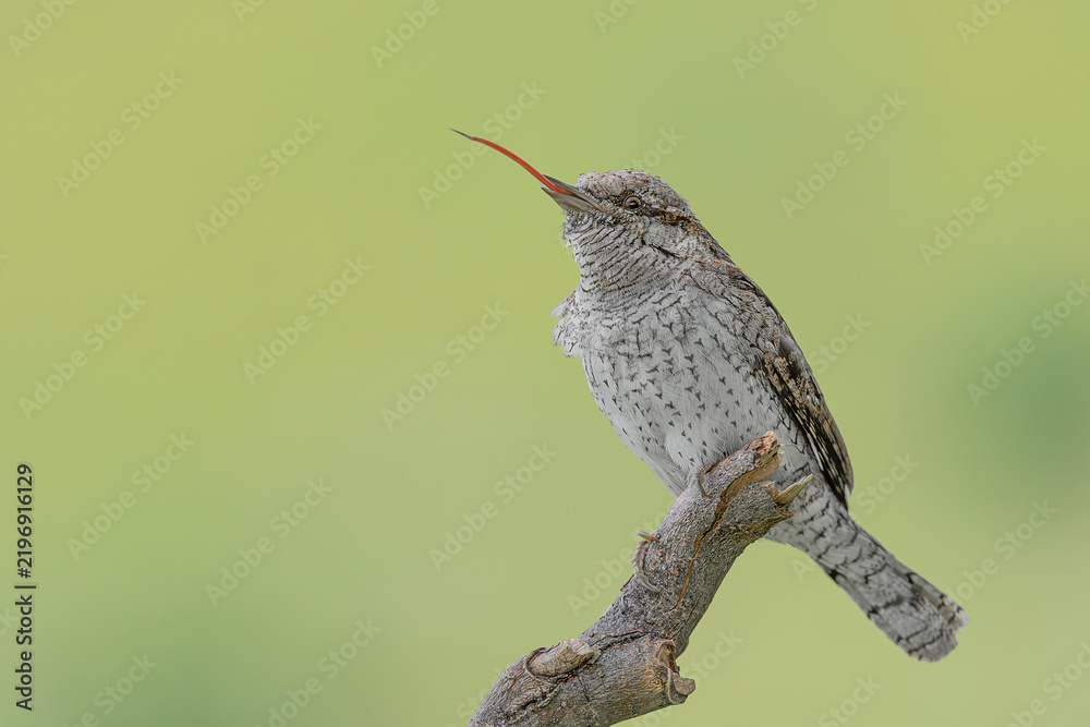 Obraz premium Portrait of Eurasian wryneck (Jynx torquilla)