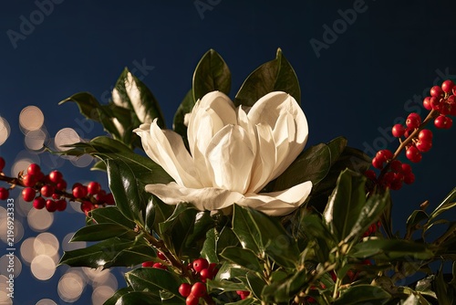 Elegant White Magnolia Flower with Red Berries and Bokeh Lights.