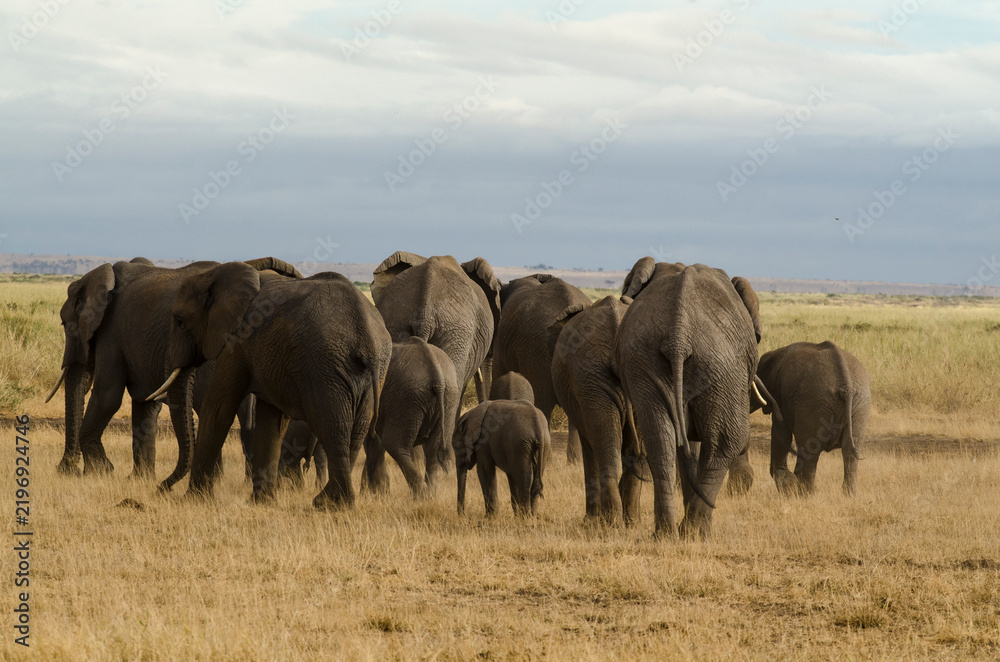 Obraz premium Eléphant d’Afrique,