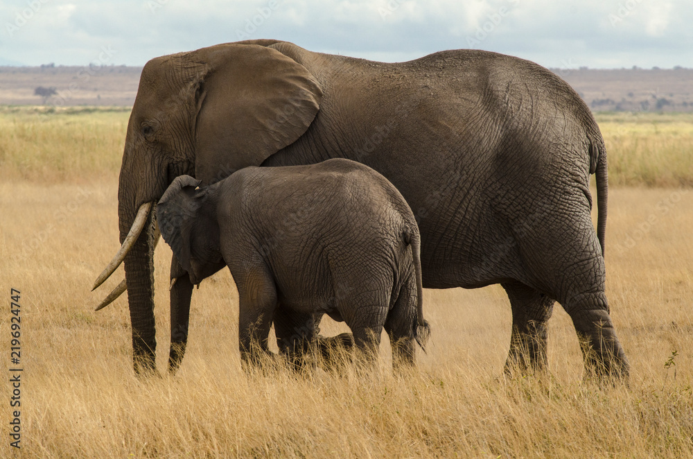 Fototapeta premium Eléphant d’Afrique,
