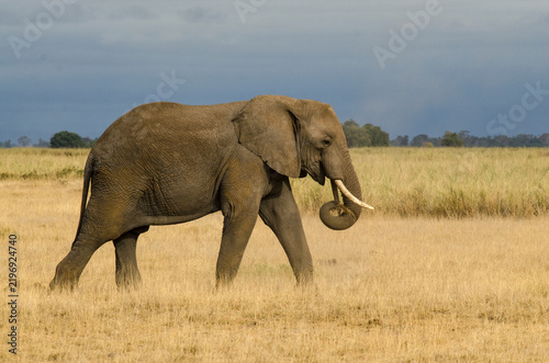 Fotografie Eléphant d’Afrique, Loxodonta africana, parc national de Tarangire, Tanzanie