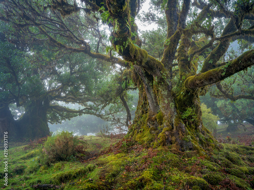Moss on laurel tree in forest