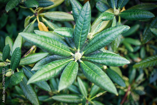 Green leaves cluster around a budding flower