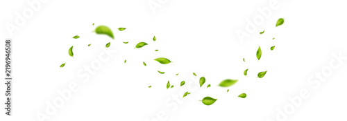 Green flying leaves wave. Leaf falling frame. Foliage ornament. Vegan, eco, organic product. Cosmetic pattern. Spring tree plant design. Fresh mint tea background. Air wind. Vector illustration