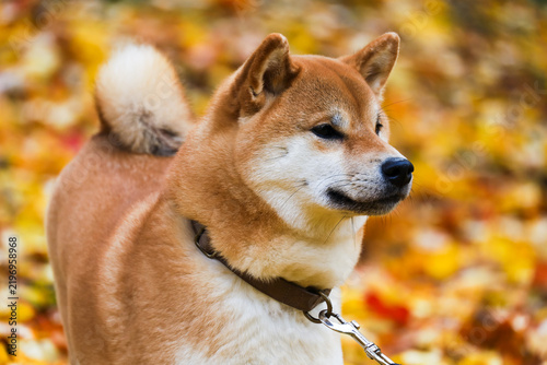 Fotografía A purebred Shiba Inu dog standing outdoors in a park surrounded by golden autumn foliage