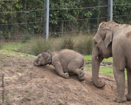 Fotografía Baby elephant playing in the dirt