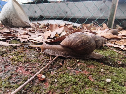 Fotografía A detailed close-up shot of an African giant snail (Lissachatina fulica) crawling slowly on damp soil covered with dry autumn leaves and twigs next to a wire mesh fence in the backyard