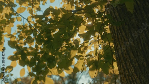 The rays of the sun break through the green and lush foliage of the trees. A romantic shot capturing the essence of summer and warmth.