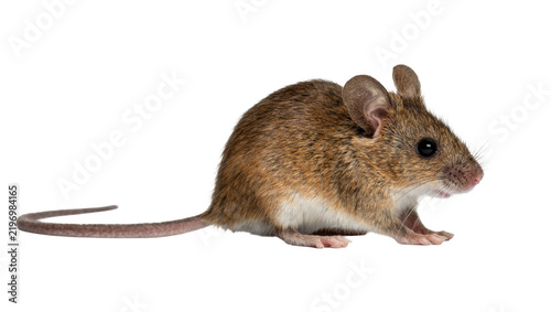 Bild auf Leinwand Small brown mouse with long tail, isolated on transparent background