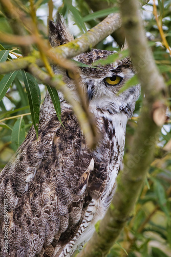 A Great Horned Owl, Bubo virginianus, peeks through dense tree branches, its bright yellow eye visible amidst leafy green foliage.