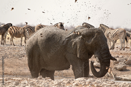 Fotografía African elephant splashing mud at a waterhole in Etosha