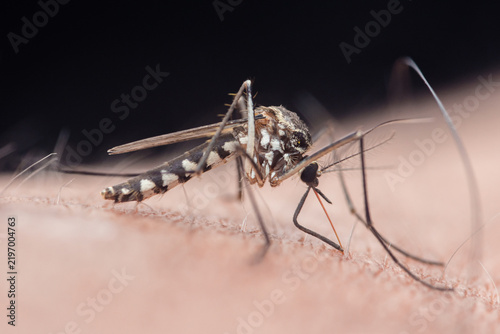 Konstfotografi Mosquito feeding on skin transmitting disease vector