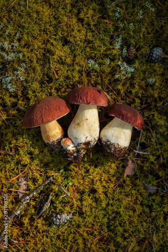 Konstfotografi Three freshly picked porcini mushrooms with dark brown caps lying on green fores