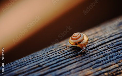 Фотография Small snail slowly moving on textured wood