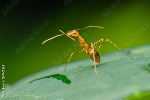 Yellow crazy ant exploring green leaf surface