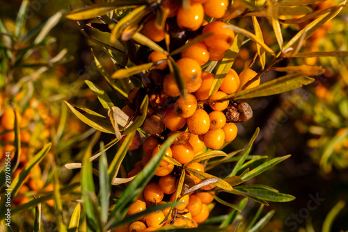Photography Bright clusters of ripe sea buckthorn berries growing on a prickly branch under