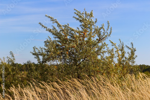 Canvastavla Bright orange sea buckthorn berries ripen on wild thorny branches swaying in the