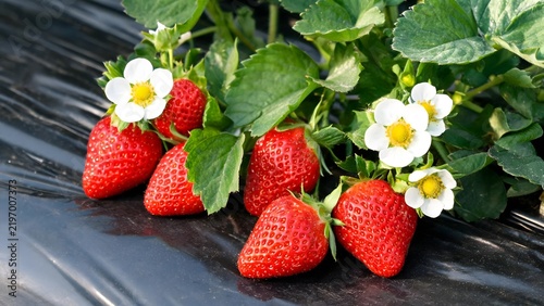 Strawberries with flowers on plant