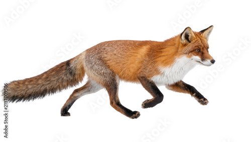 Konstfotografi Red fox with bushy tail running, isolated on transparent background