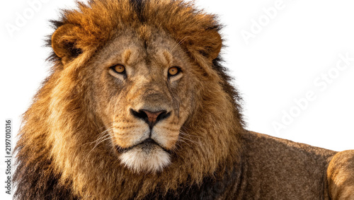Fotografie Majestic male lion with thick mane, isolated on transparent background
