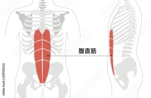 腹筋群と人体の骨格のシンプルな解剖図