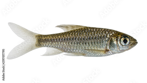 Fotografie Small silver fish with detailed scales and fins, isolated on transparent backgro