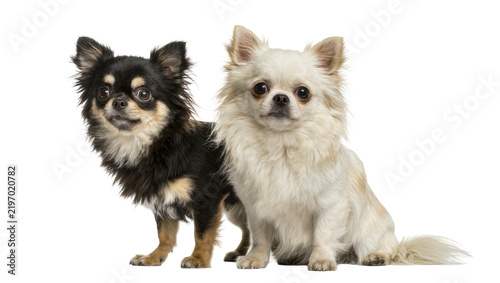 Two chihuahua dogs one black and tan the other cream, sitting together isolated on transparent background