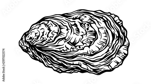 Detailed oyster shell vector illustration with high contrast black lines