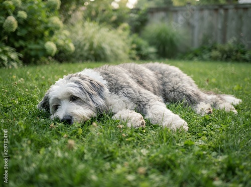 Shaggy Old English Sheepdog Resting Peacefully on Lush Green Grass in a Garden.