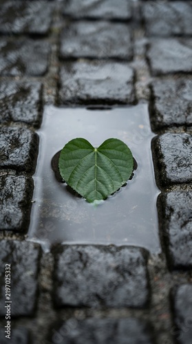 Single Green Leaf Floating in Puddle on Cobblestone Path.