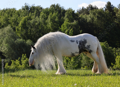 Bay trakehner stallion portrait in winter forest