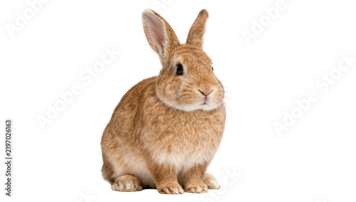 Fluffy brown rabbit sitting, isolated on transparent background
