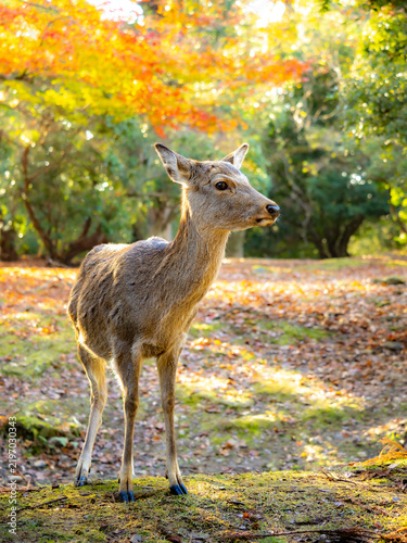 Canvastavla 紅葉の木陰に差し込む光。鮮やかな木漏れ日の光。鹿のポートレート。逆光に輝く体毛。野生の鹿のいる風景。自然風景素材。