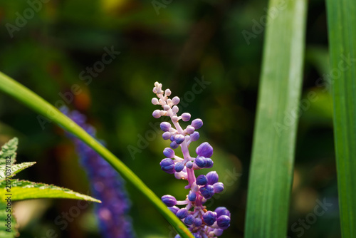 Tapety artystyczne 秋の朝日に輝くヤブランの紫色の花01