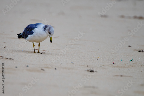 砂浜で下を向いて歩く（何かを探す）ウミネコの若鳥と広々とした浜辺
