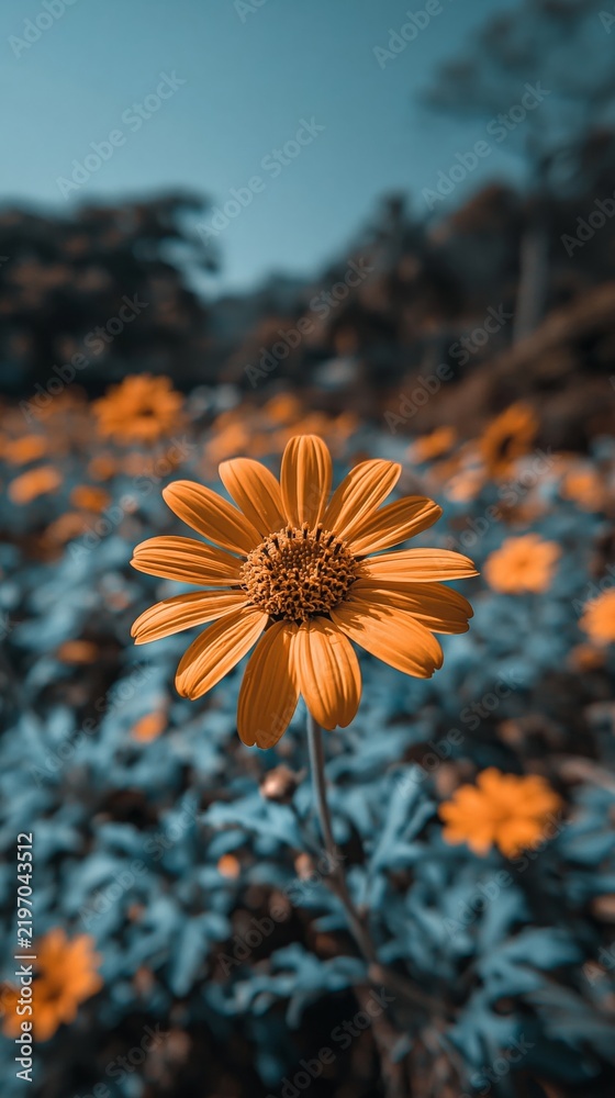 Obraz premium A vibrant orange flower stands in sharp focus against a blurred background of blue foliage and similar blooms.