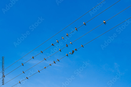 A flock of swallows sitting on power line wires against blue sky