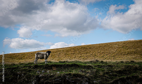 Obraz na plátně lone sheep standing on the horizon