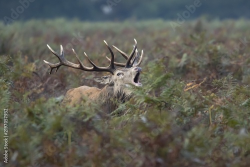 Red deer (Cervus elaphus) adult male stag animal roaring with its mouth open during the annual rut in autumn, England, United Kingdom