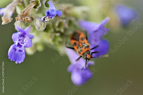 Cinnamon bug (Corizus hyoscyami) on a catmint (Nepeta faassenii) flower, Meienberg, Canton of Aargau, Switzerland
