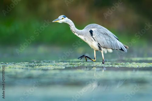 Fotografie Grey heron / Graureiher (Ardea cinerea)